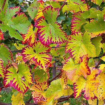 Weinblätter