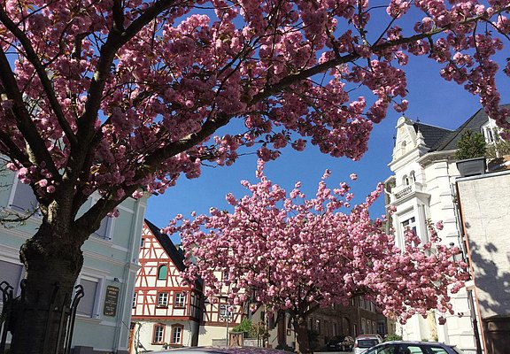 Blühende Bäume vor dem Haus