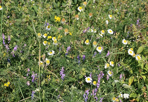 Blumenwiese
