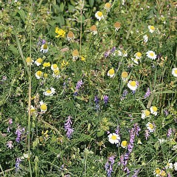 Blumenwiese