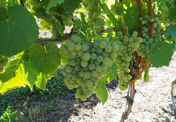 Weintrauben an Weinreben an der Mosel