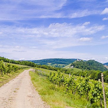 Mosel - Wandern - Weinberge