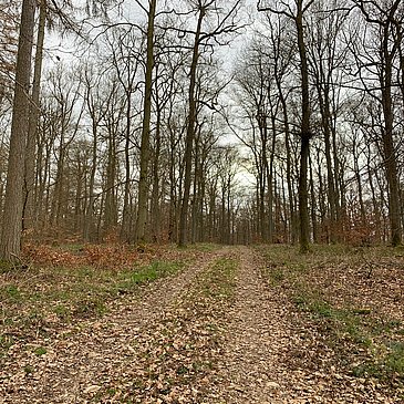 Waldweg