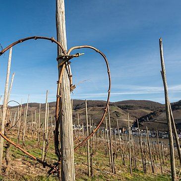 Herz in den Weinbergen bei Zell