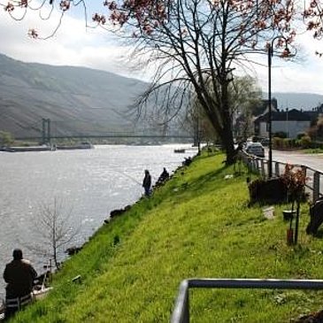 Moselufer in Wehlen im Radurlaub
