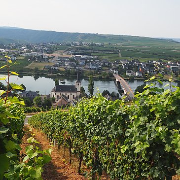 Ausblick auf Piesport