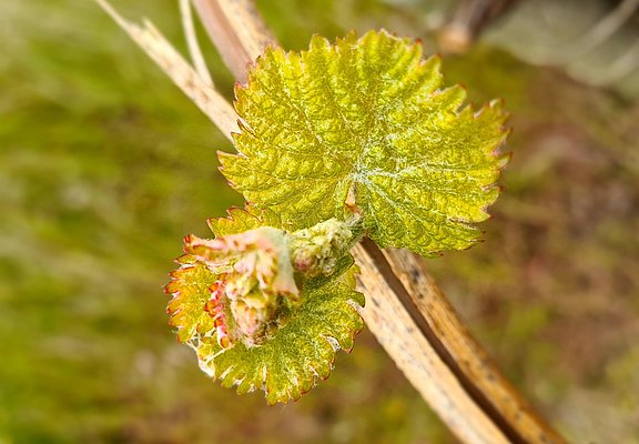 Weinrebe an der Mosel