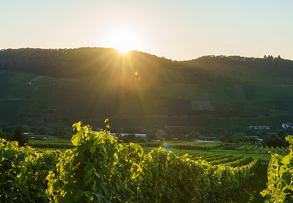 Weinberg Sonnenuntergang