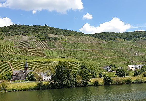 Weinberge entlang der Mosel