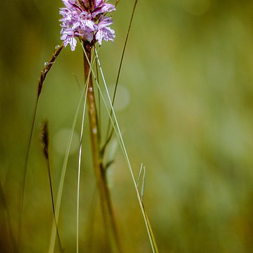 Wildblume am Wegesrand