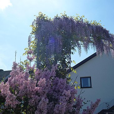 Frühling im Weingut