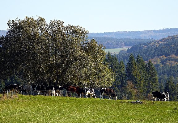 Wiesen entlang der Strecke