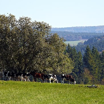 Wiesen entlang der Strecke