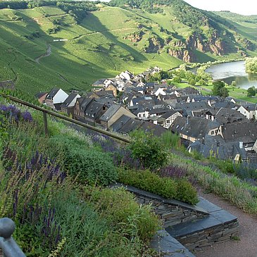 Blick auf die Weinberge von Ürzig