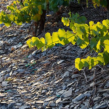 Schieferboden der Weinberge