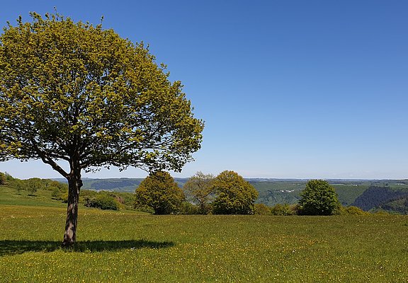 Blick in den Hunsrück