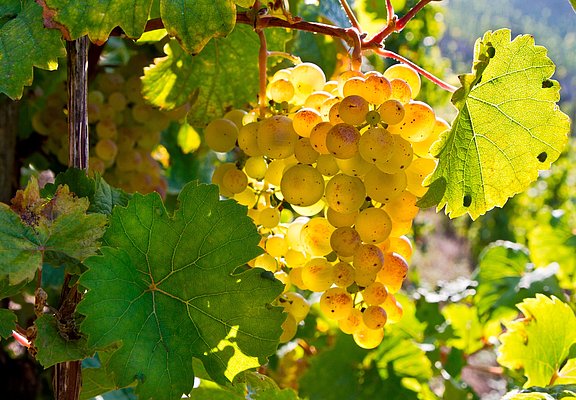 Weintrauben im Weinberg